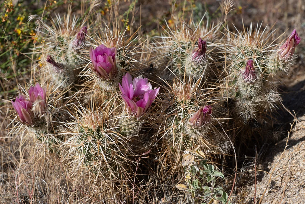 Echinocereus Engelmannii