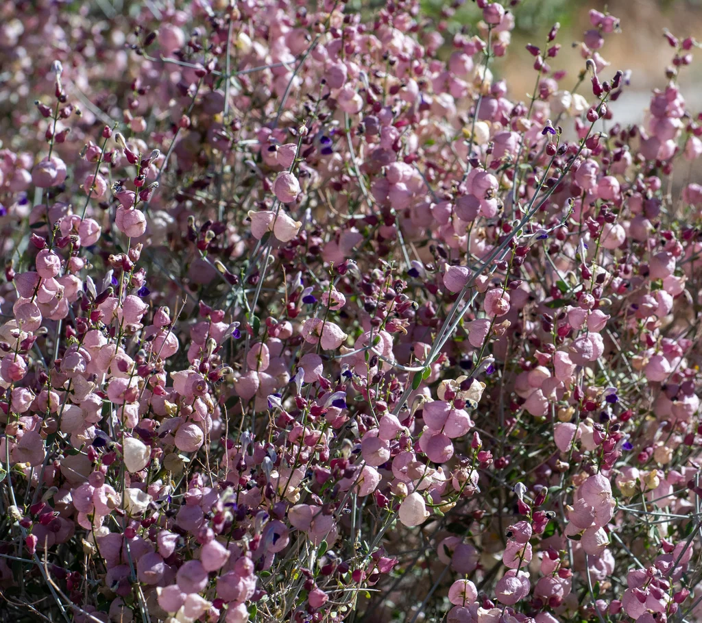Scutellaria Mexicana