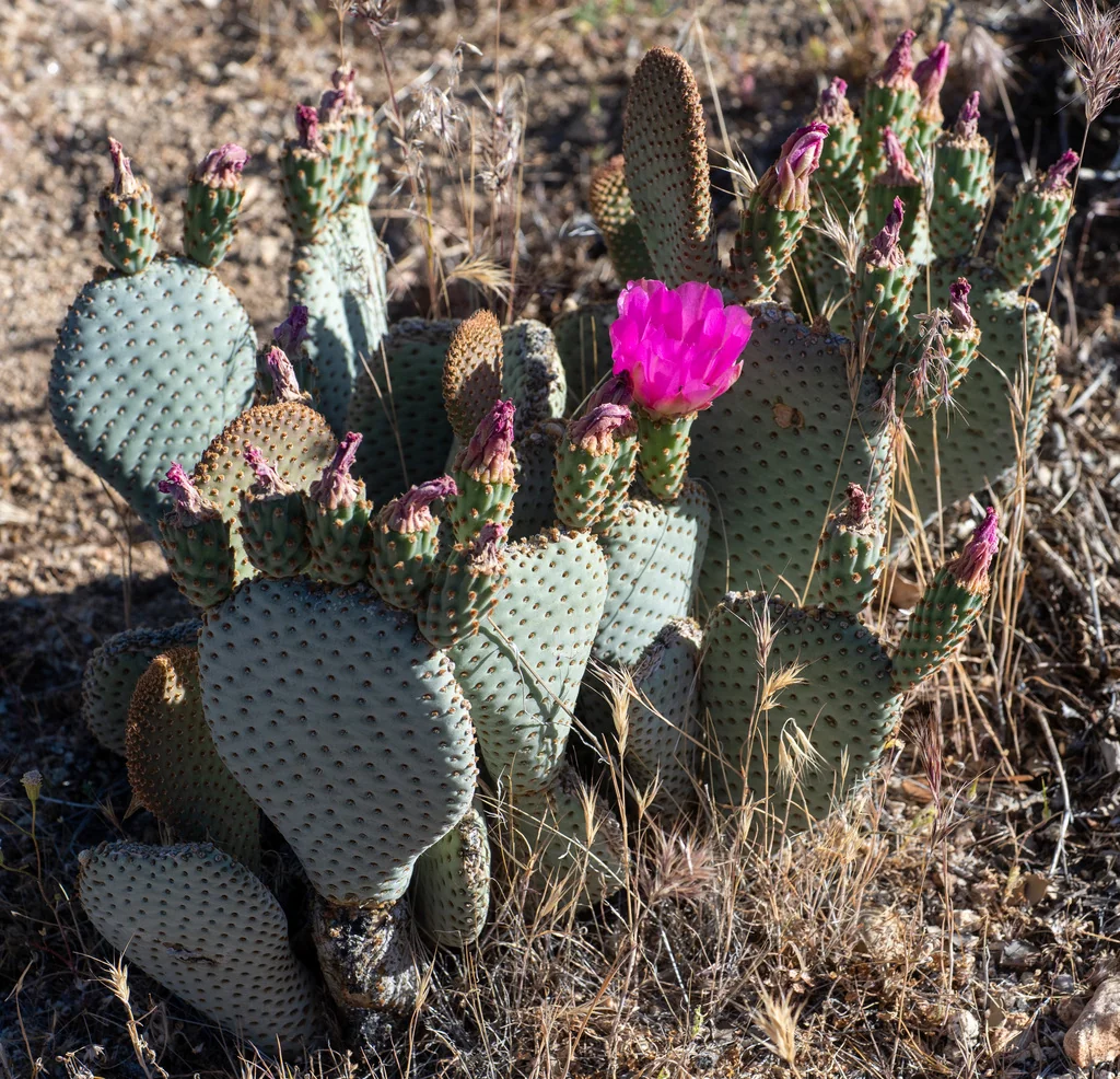 Opuntia Basilaris