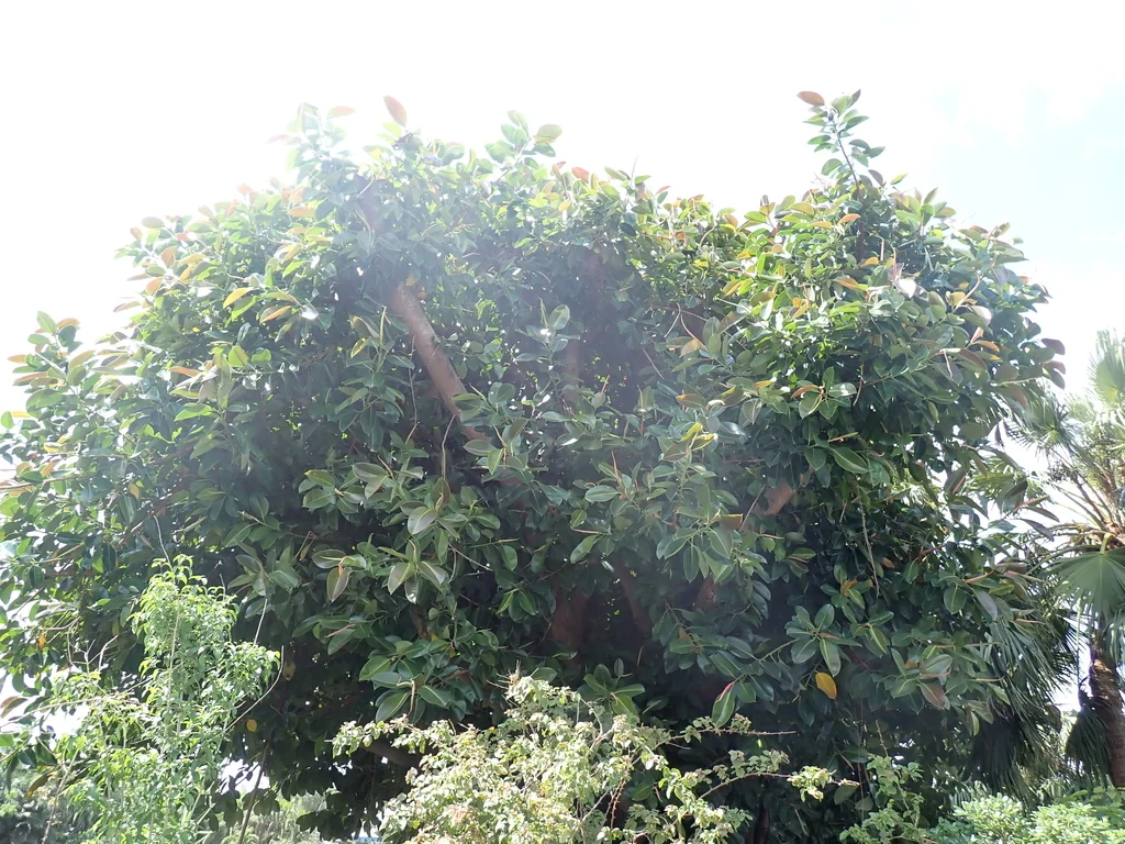 Ficus elastica