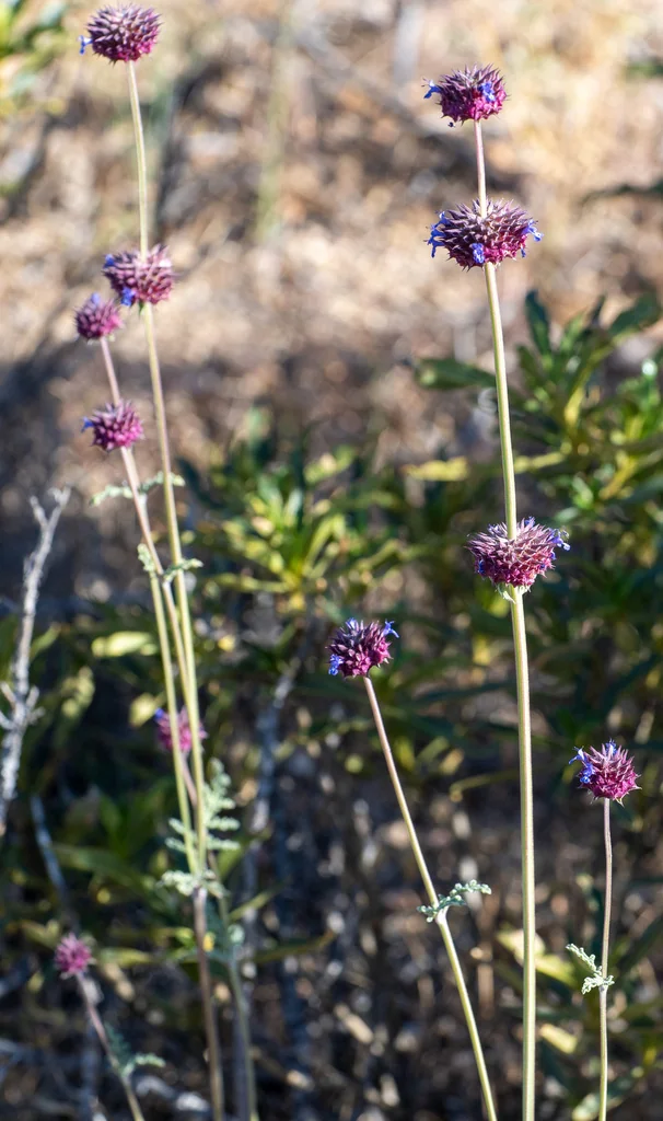 Salvia Columbariae