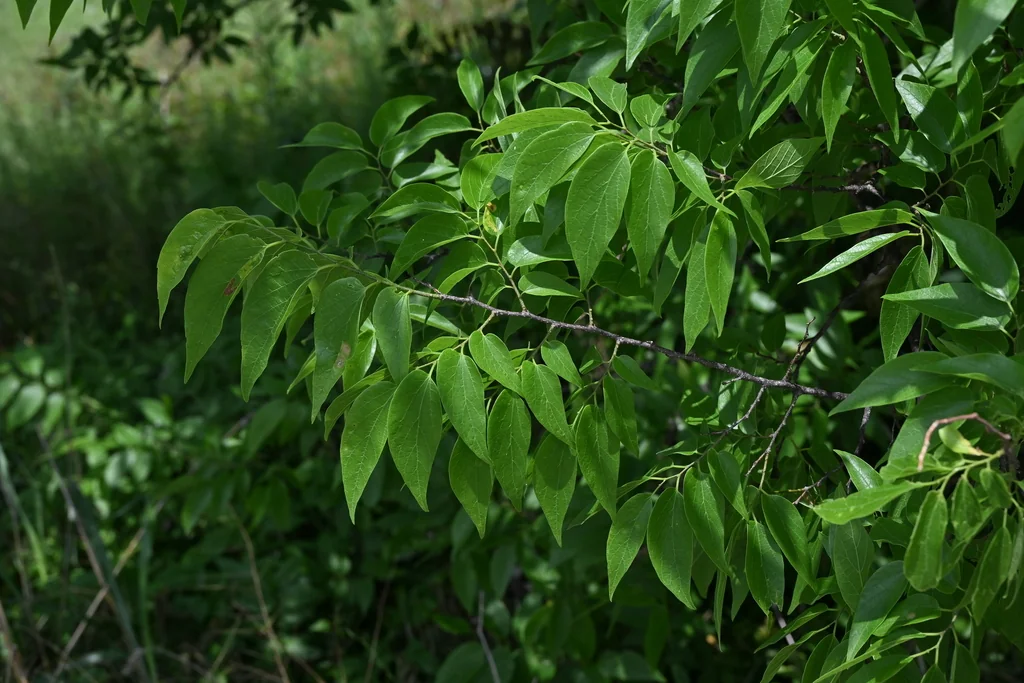 Celtis Laevigata