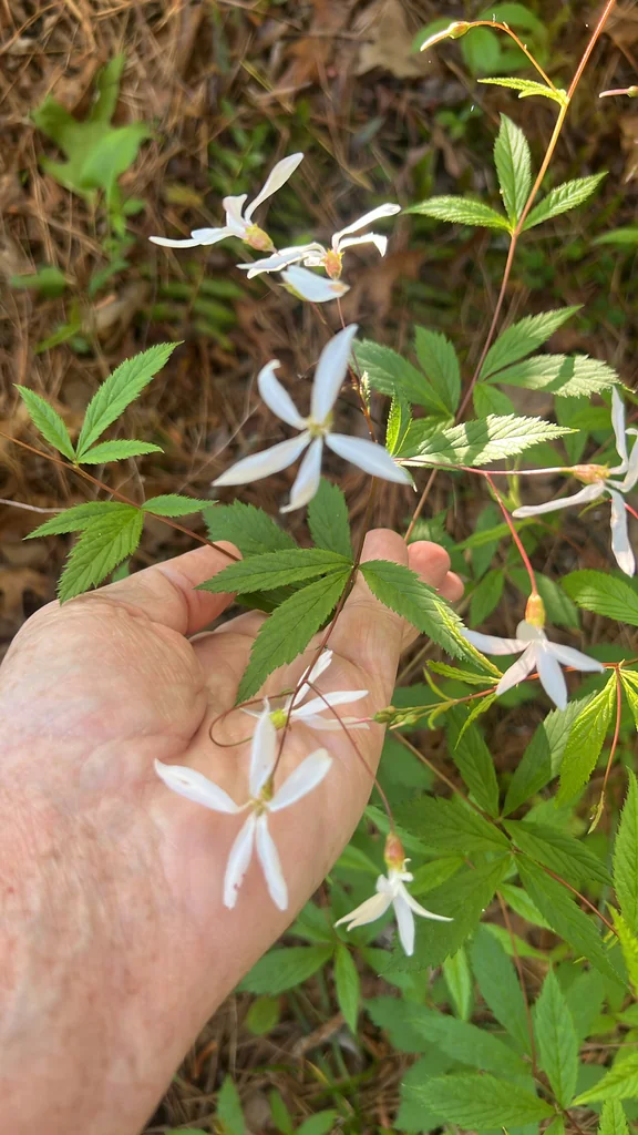 Porteranthus Trifoliatus