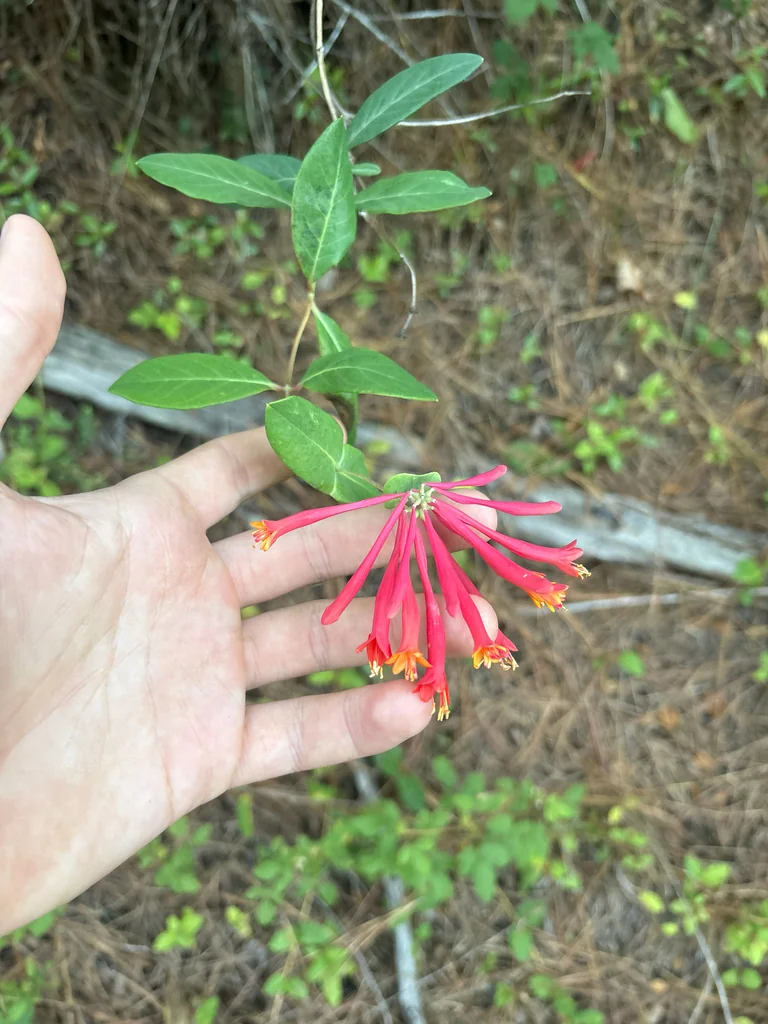 Lonicera Sempervirens
