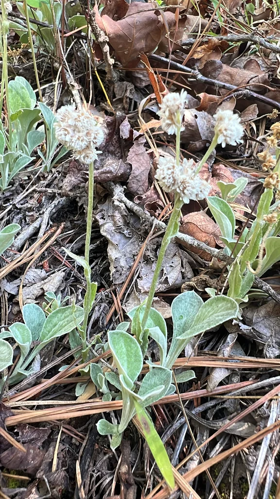 Antennaria Plantaginifolia