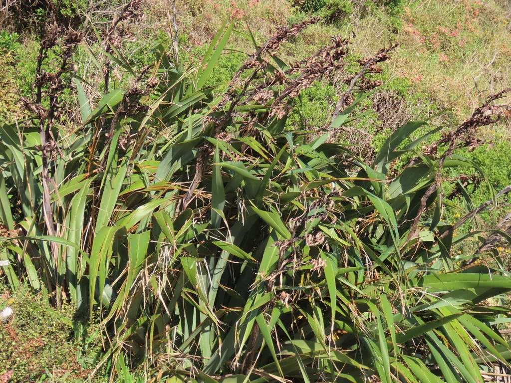 Phormium Tenax