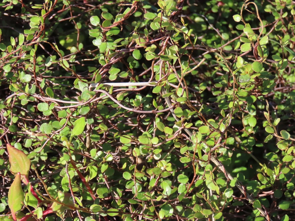 Muehlenbeckia complexa