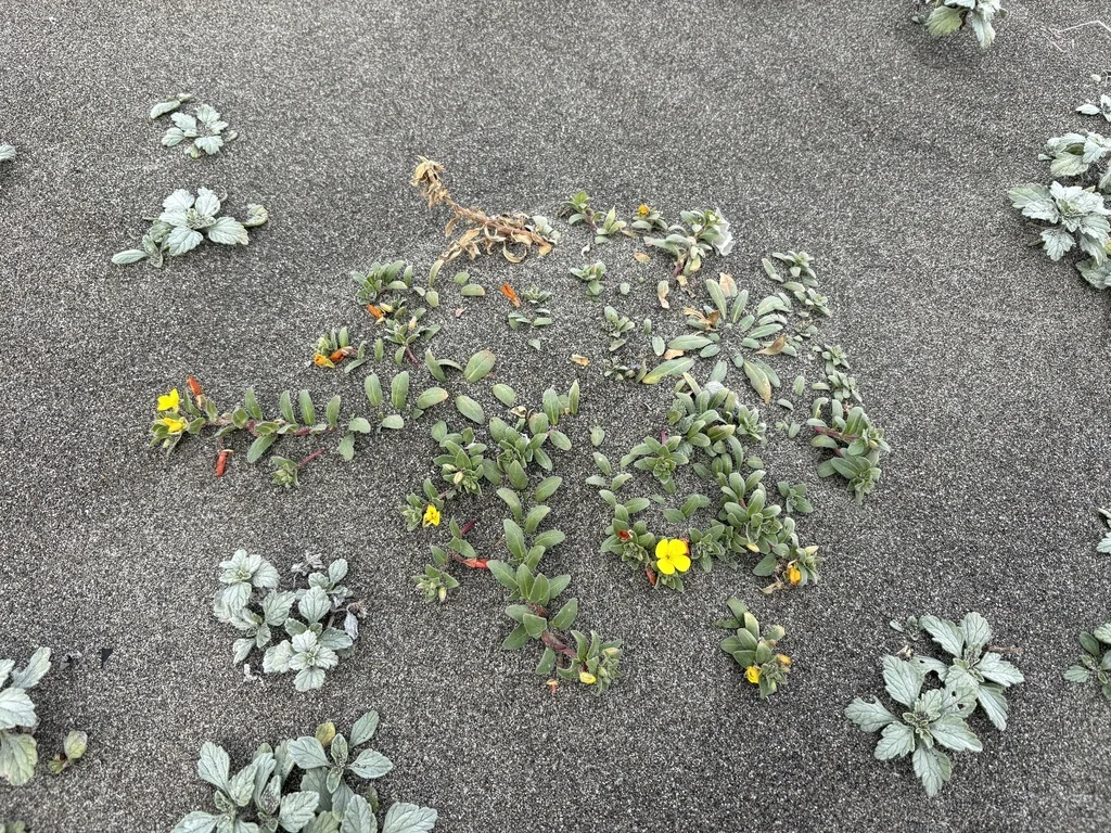 Camissonia Cheiranthifolia
