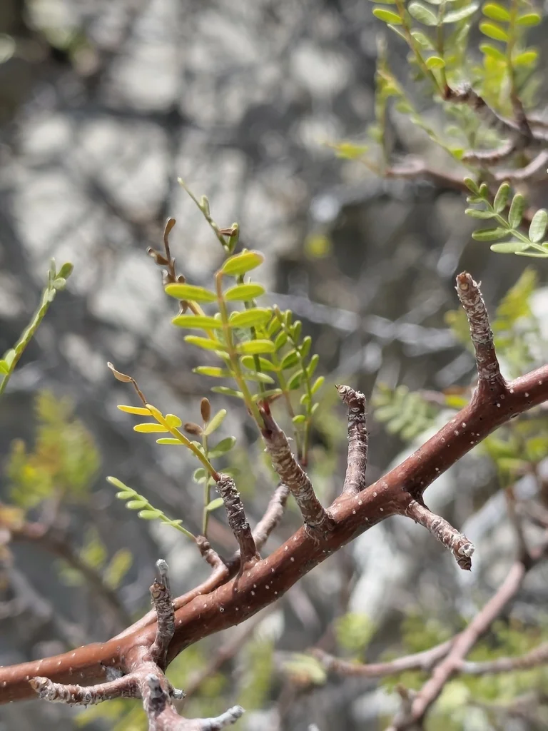 Bursera Microphylla