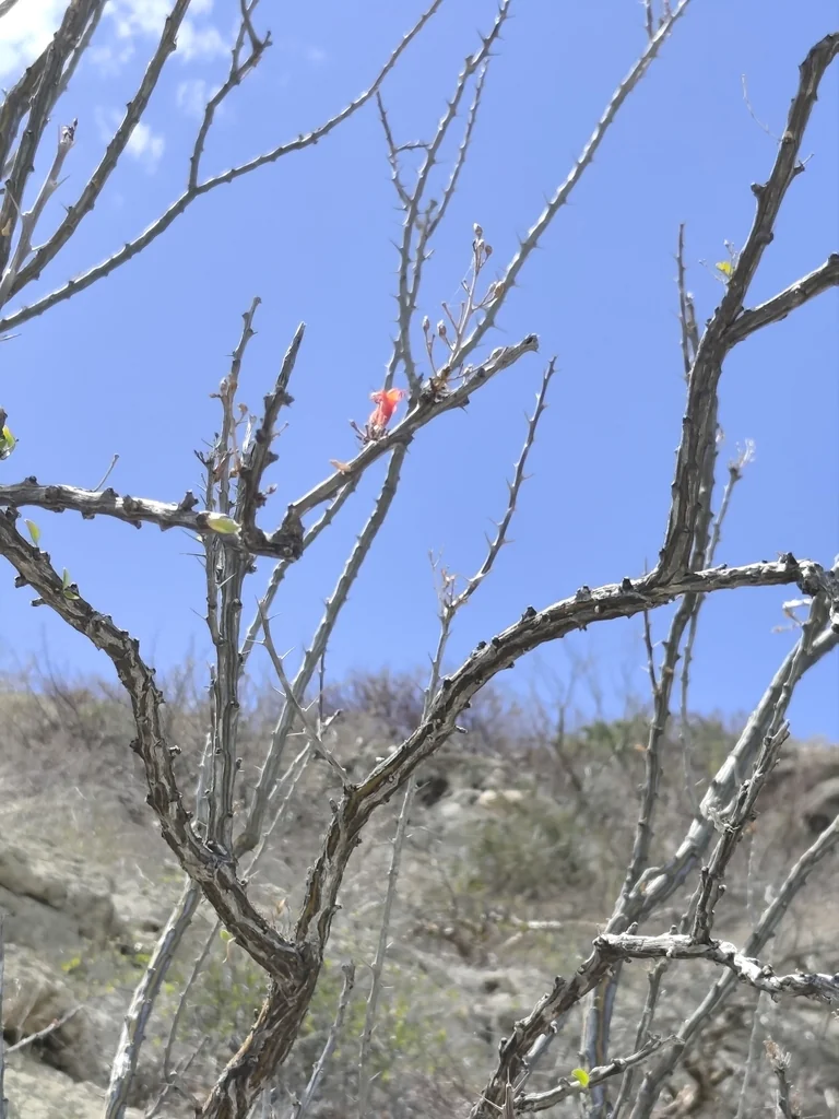 Fouquieria Diguetii