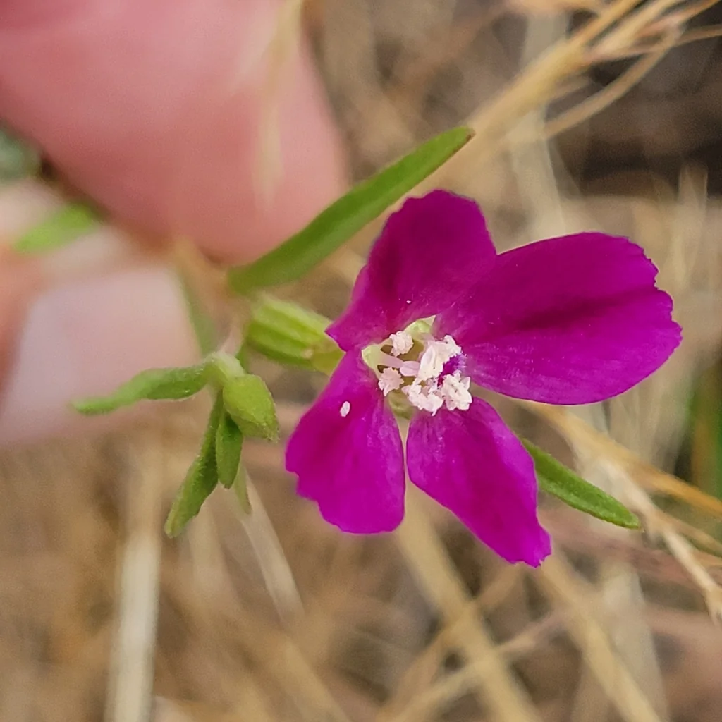 Clarkia Purpurea