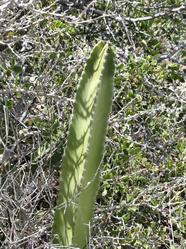 Pachycereus schottii