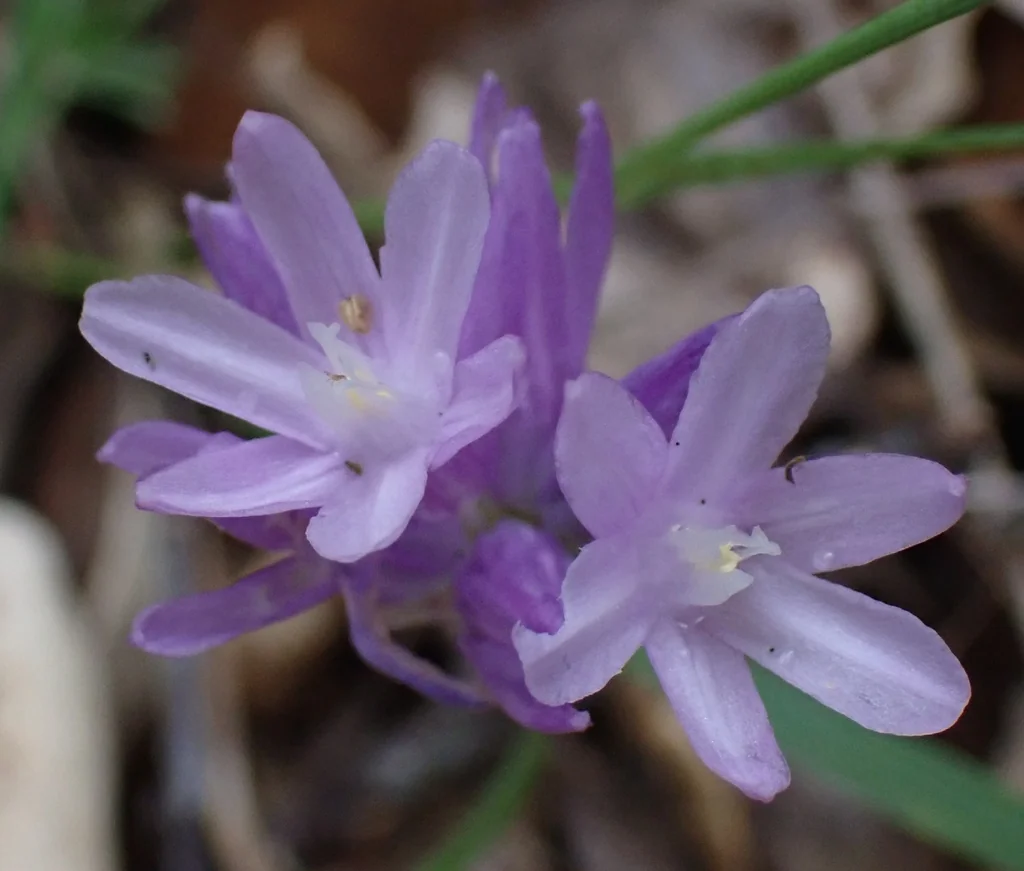 Dichelostemma Capitatum