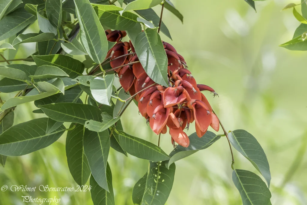Erythrina Crista-Galli