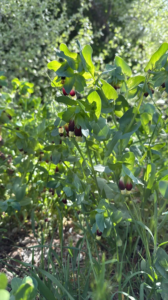 Cerinthe Major
