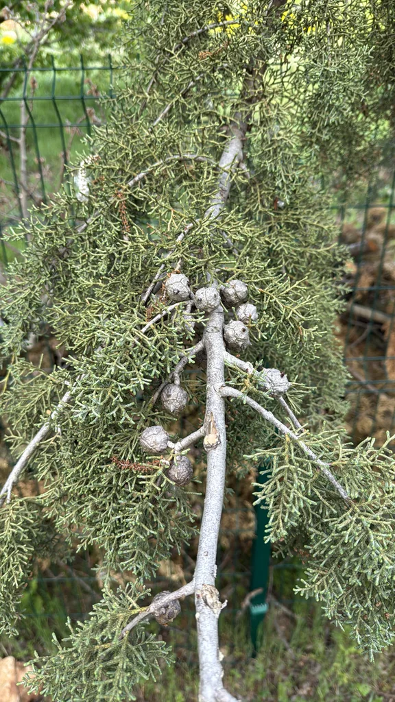 Cupressus Arizonica