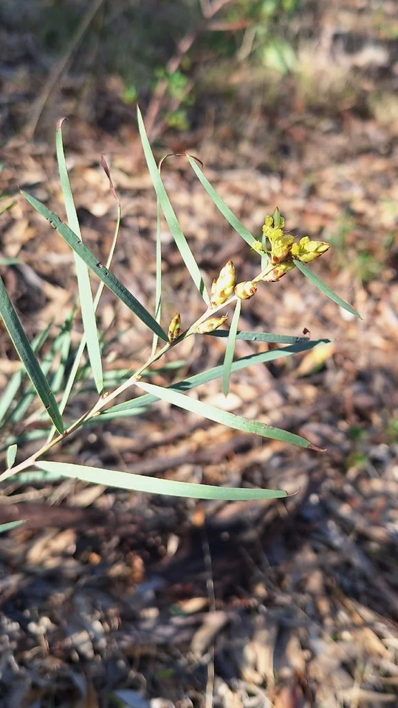 Acacia Iteaphylla