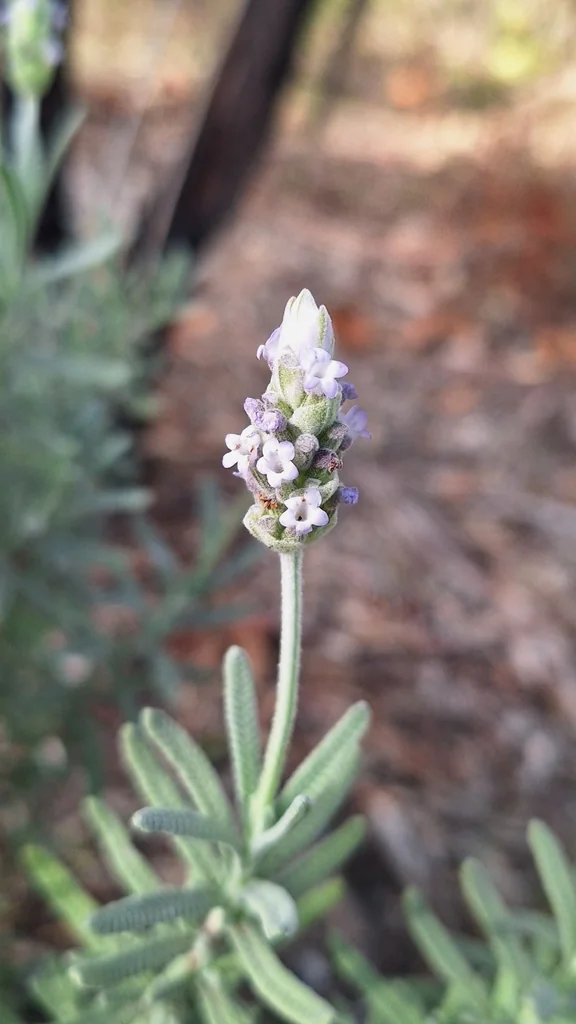 Lavandula Dentata