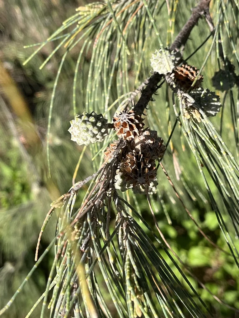 Casuarina Equisetifolia