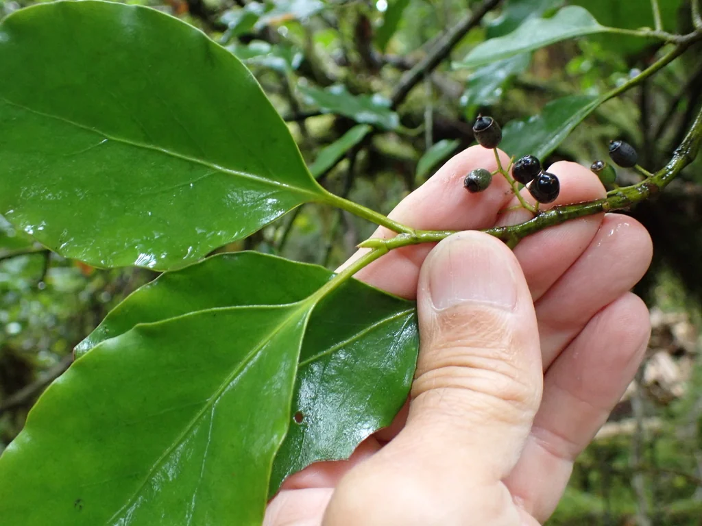 Griselinia Littoralis