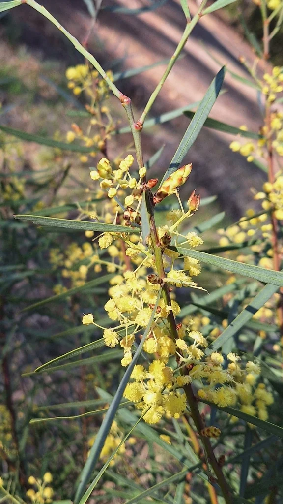 Acacia Iteaphylla