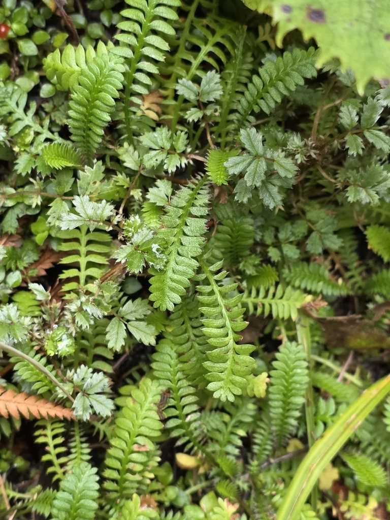 Leptinella Squalida