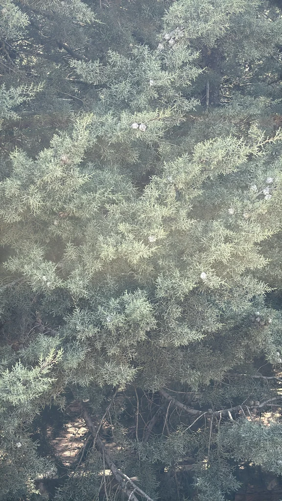 Cupressus Arizonica