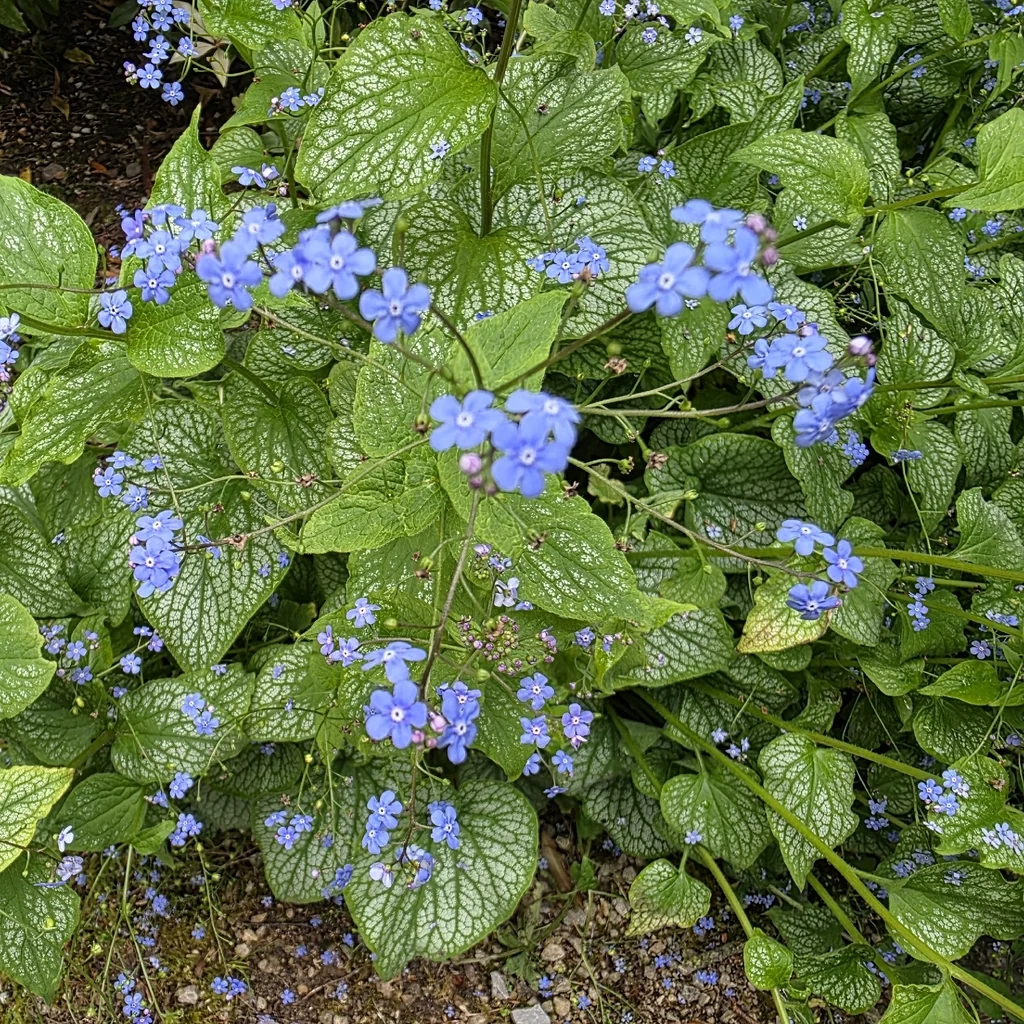 Brunnera macrophylla