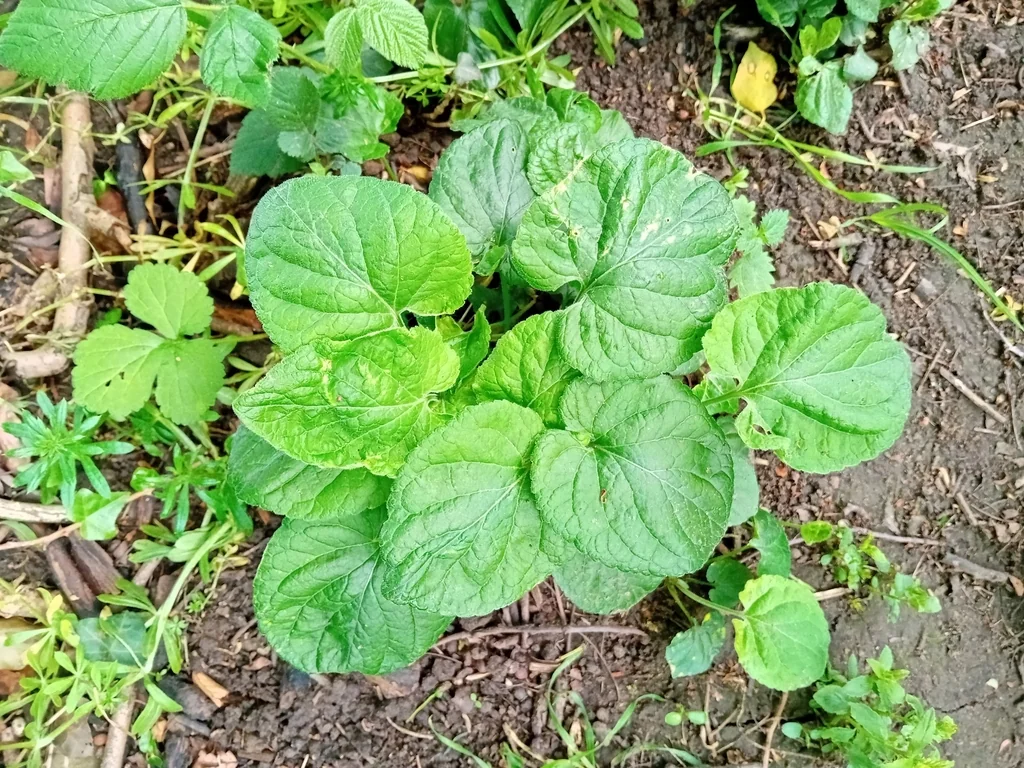 Viola Odorata