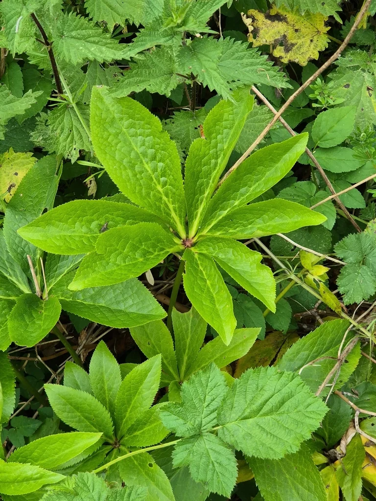Helleborus Orientalis
