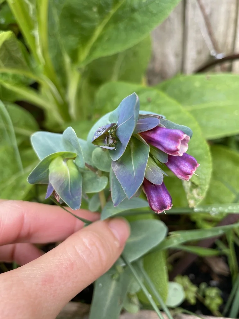 Cerinthe Major