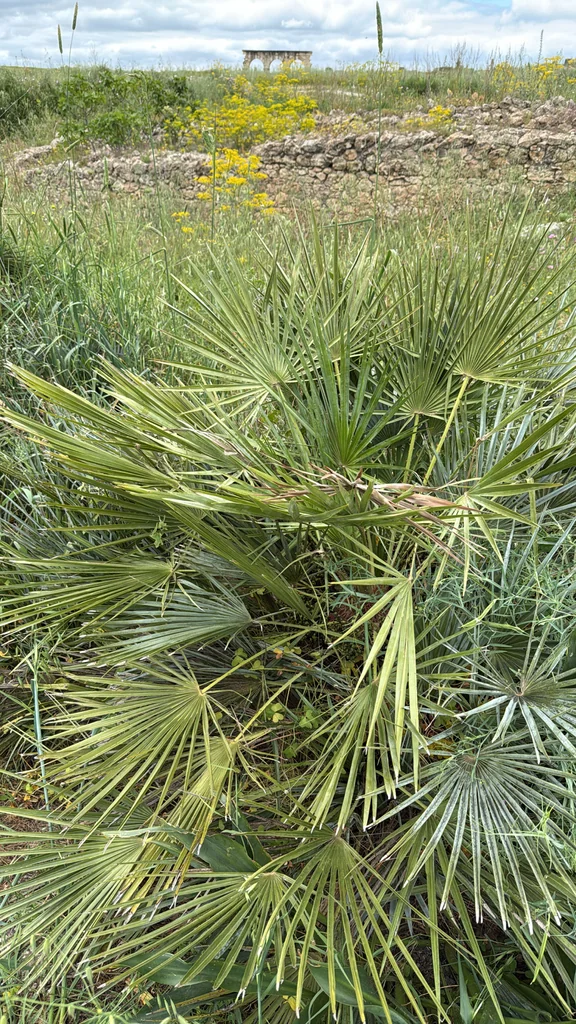 Chamaerops Humilis