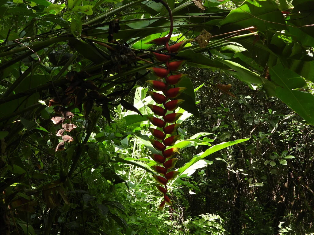 Heliconia Rostrata
