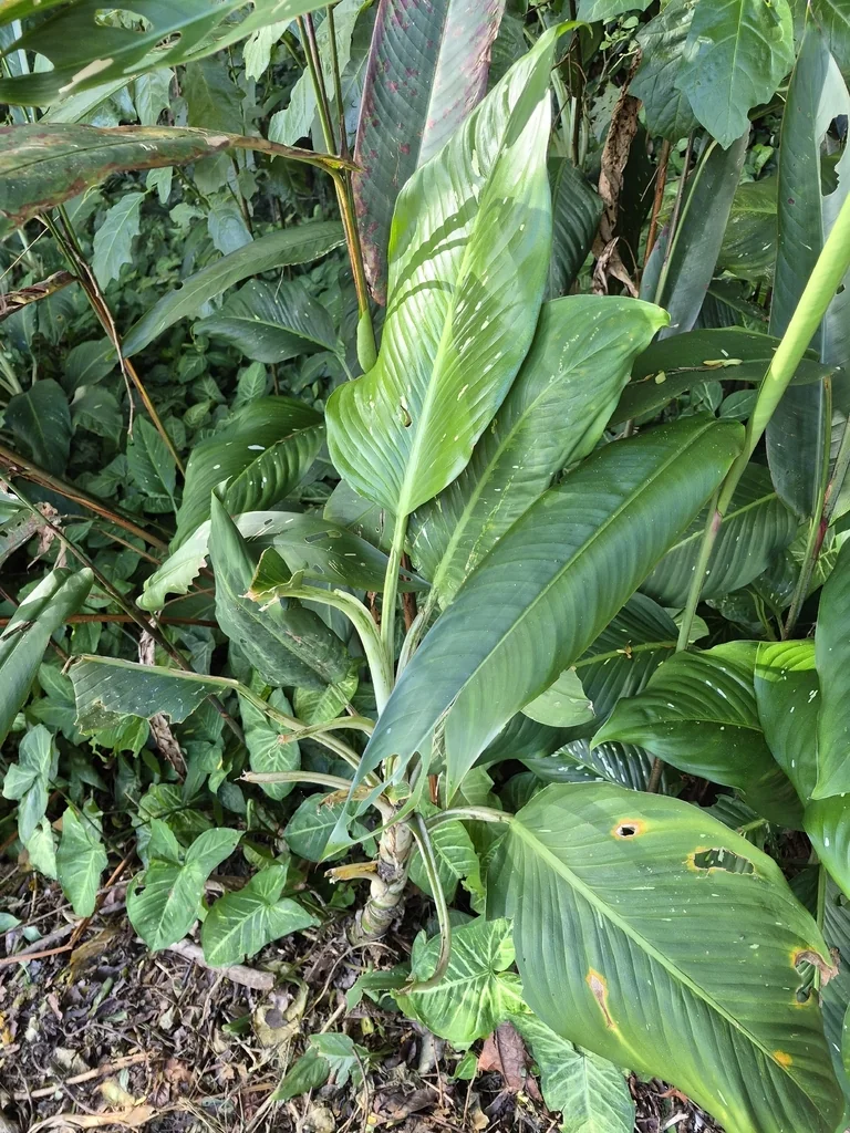 Dieffenbachia Maculata