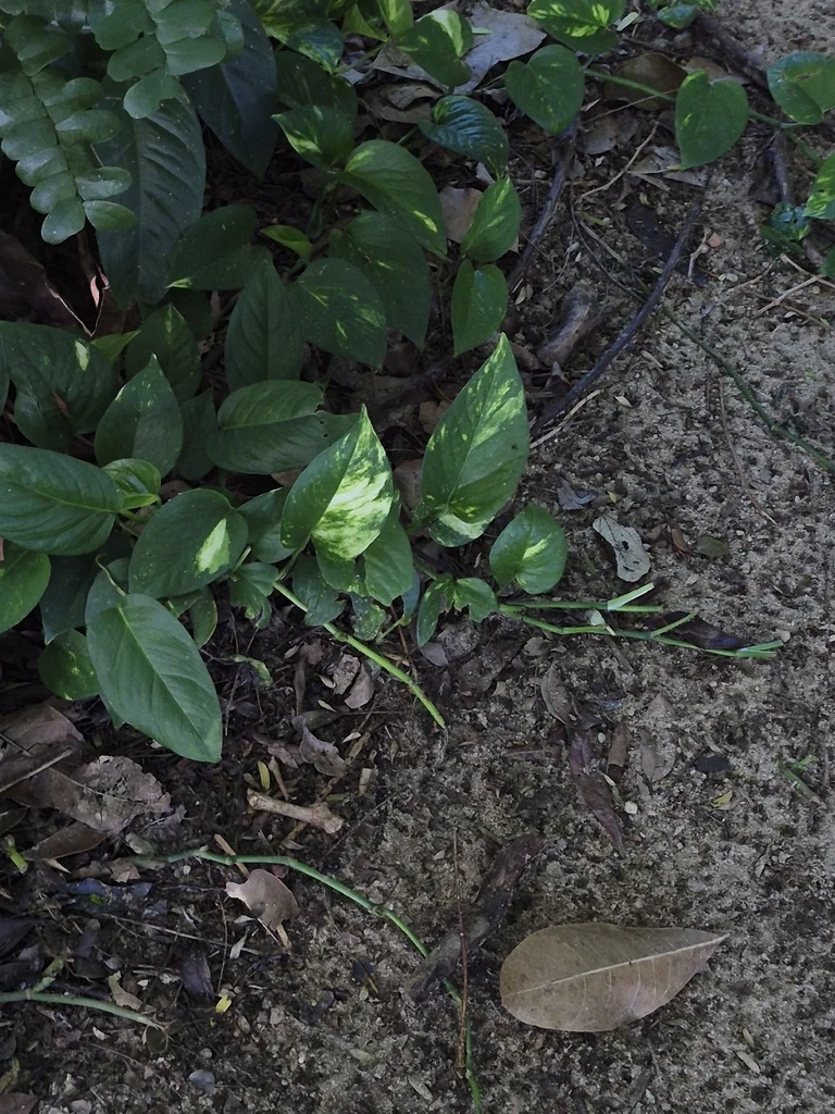 Epipremnum aureum