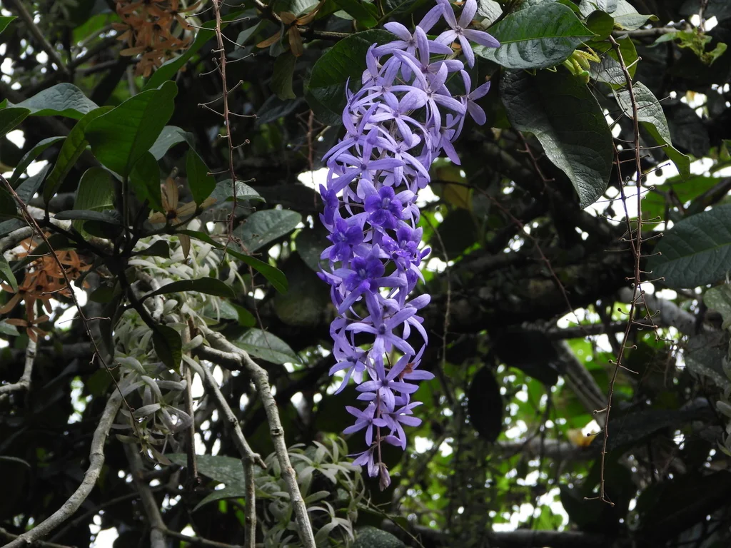 Petrea Volubilis