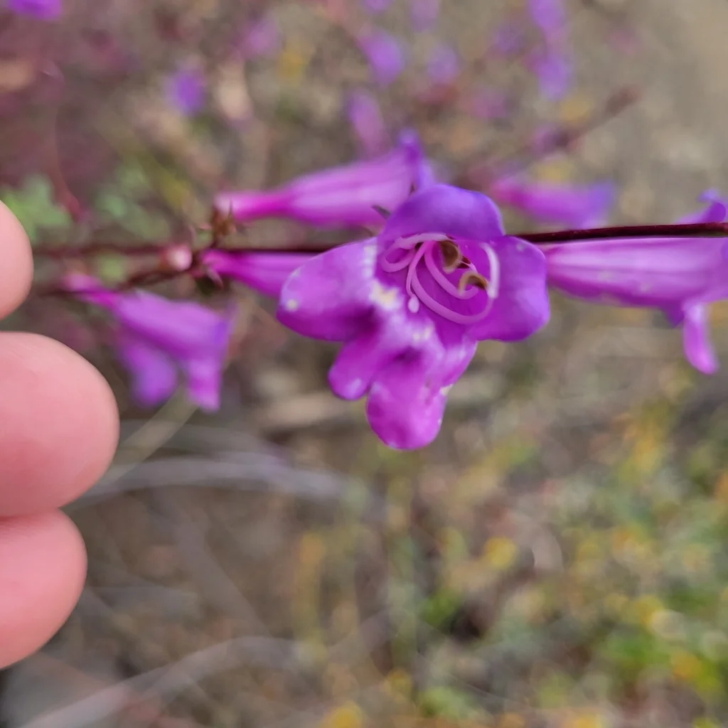 Penstemon Heterophyllus
