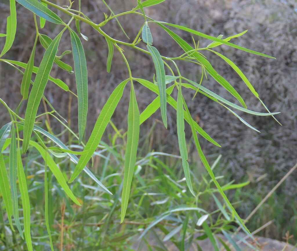 Rhus Lancea