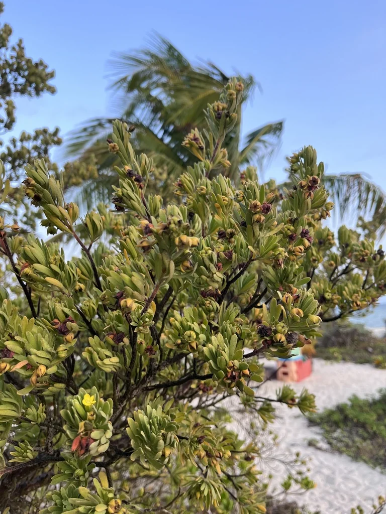 Suriana Maritima