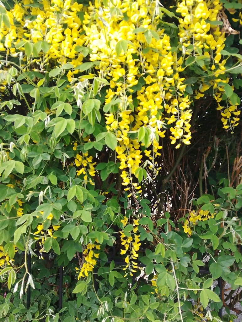 Laburnum Anagyroides