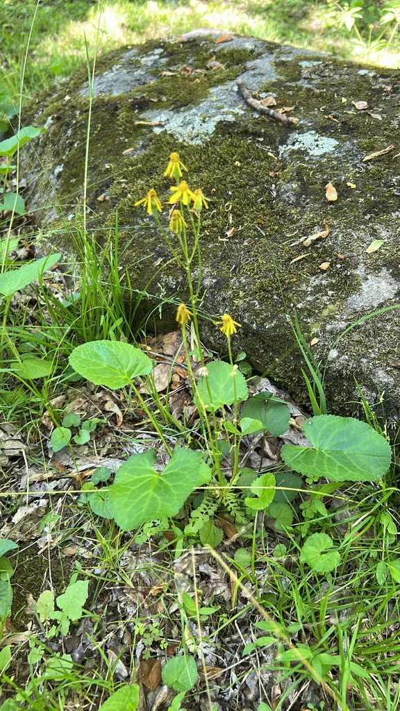Senecio Aureus
