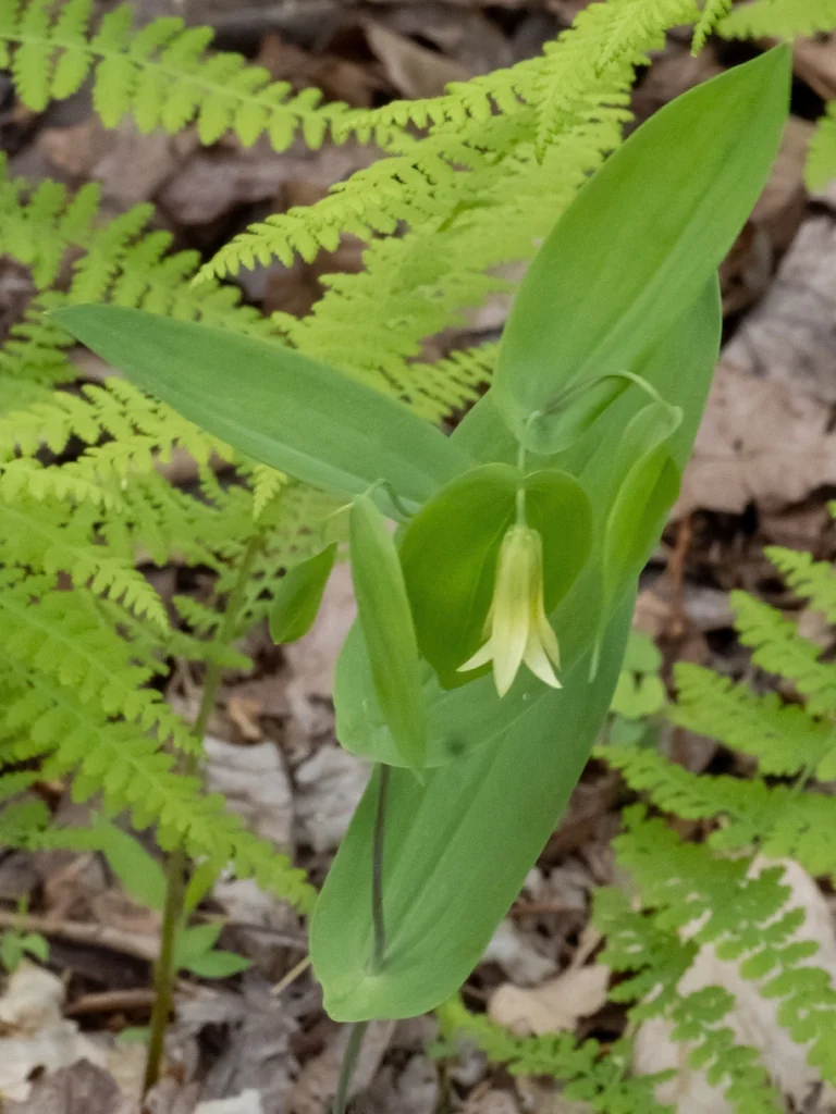 Uvularia Perfoliata