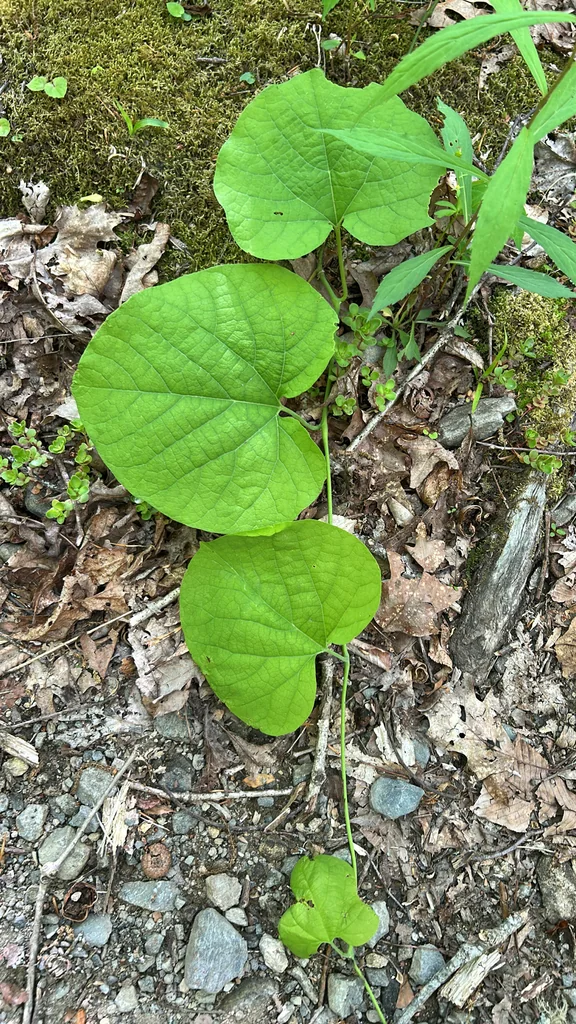 Aristolochia Durior