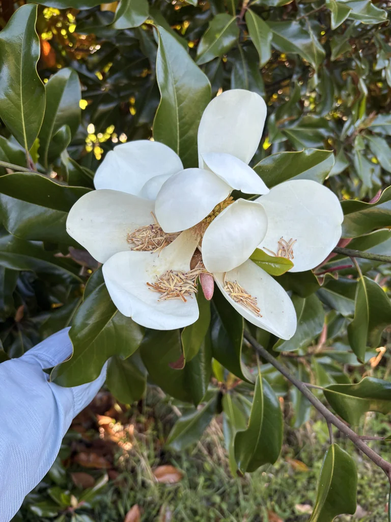 Magnolia Grandiflora