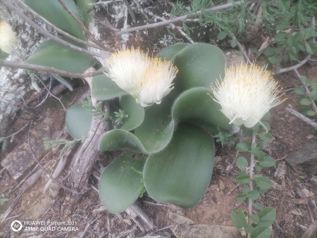 Haemanthus Albiflos