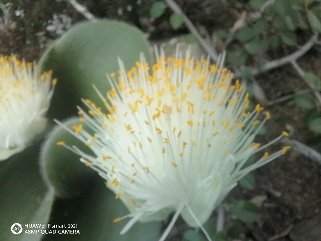 Haemanthus Albiflos