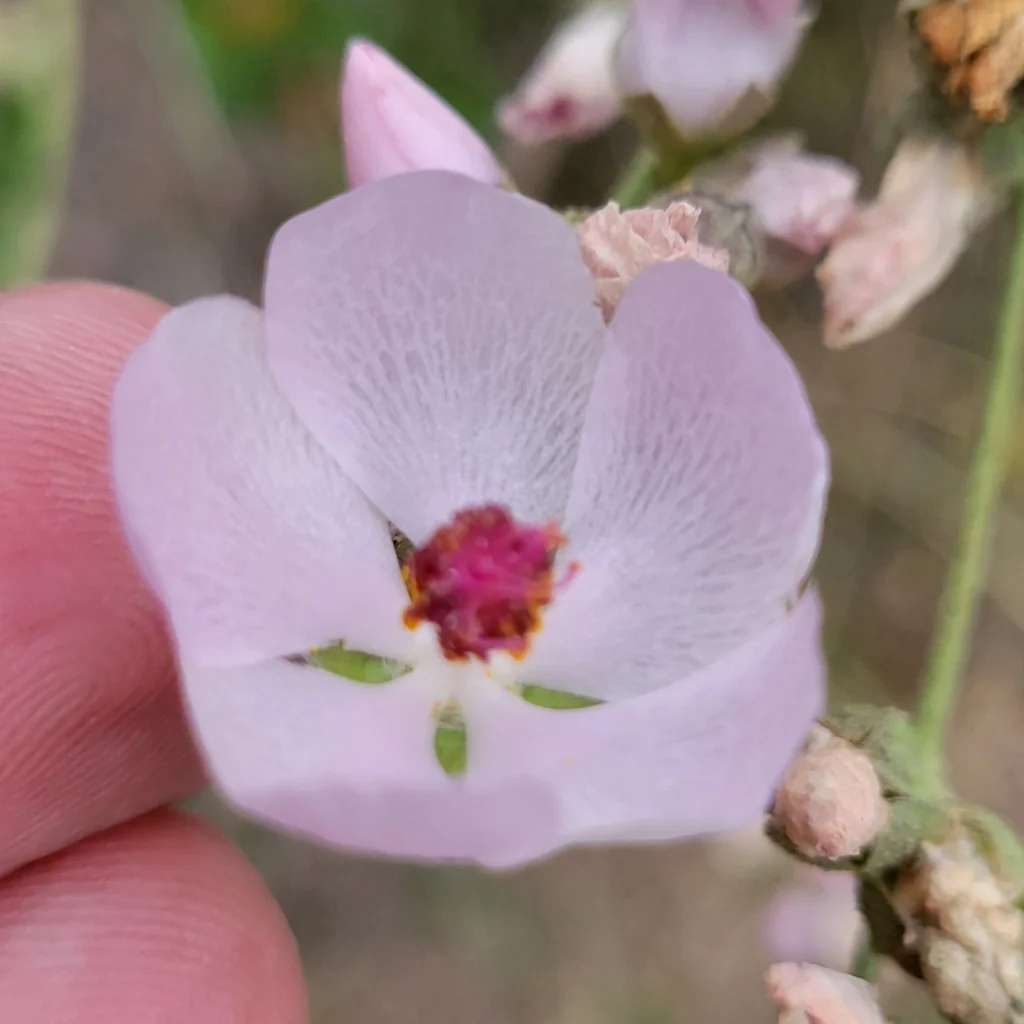 Malacothamnus Fasciculatus