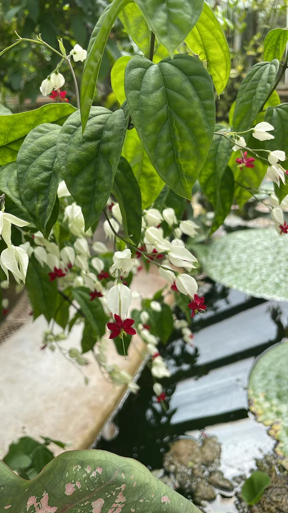 Clerodendrum Thomsoniae