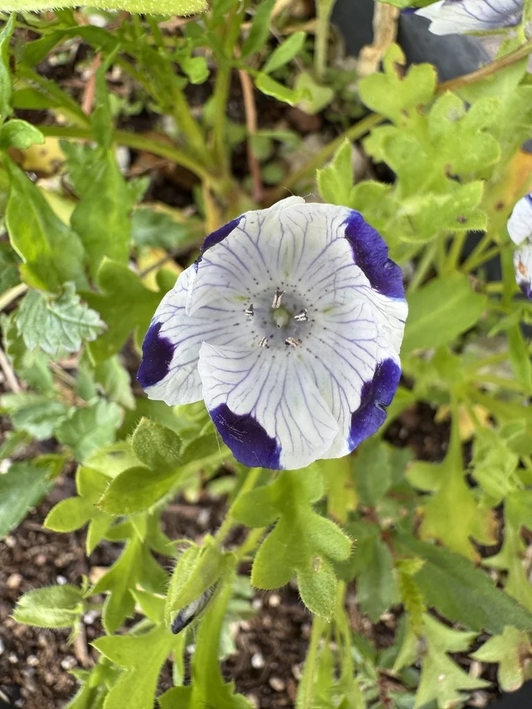Nemophila Maculata