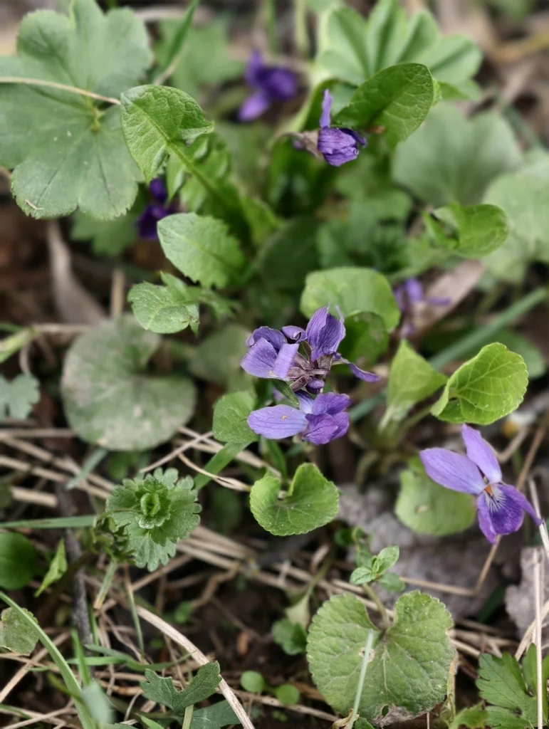 Viola Odorata